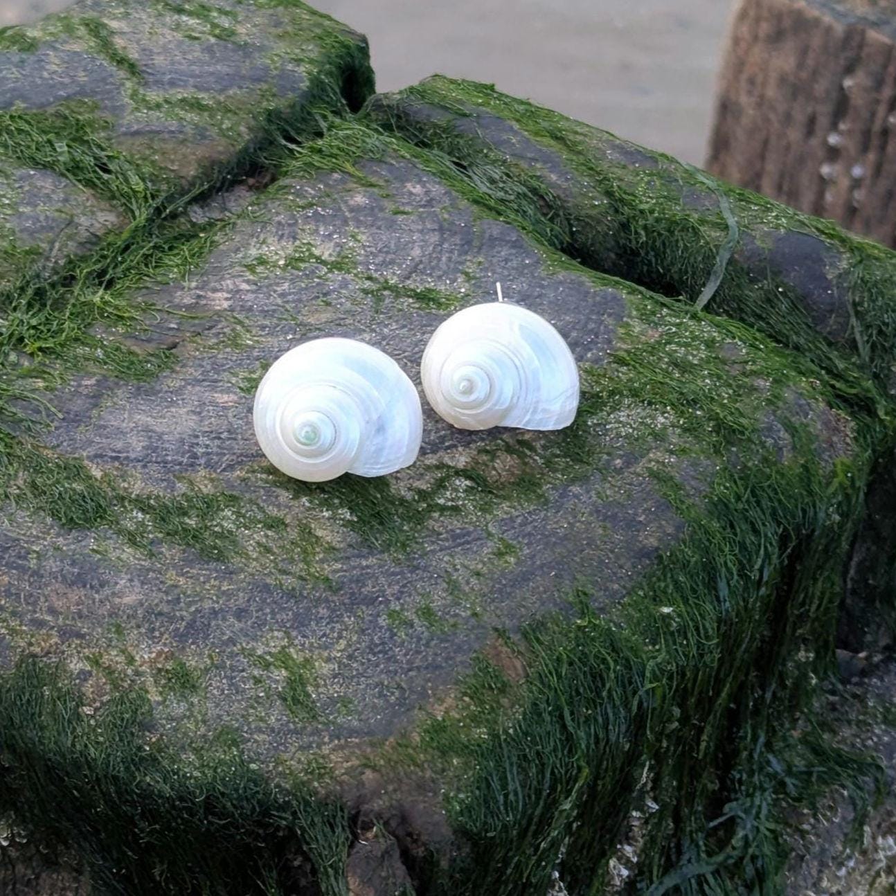 Boucles d'oreilles coquillages brillants fabriqués à partir de coquilles d'escargots de mer