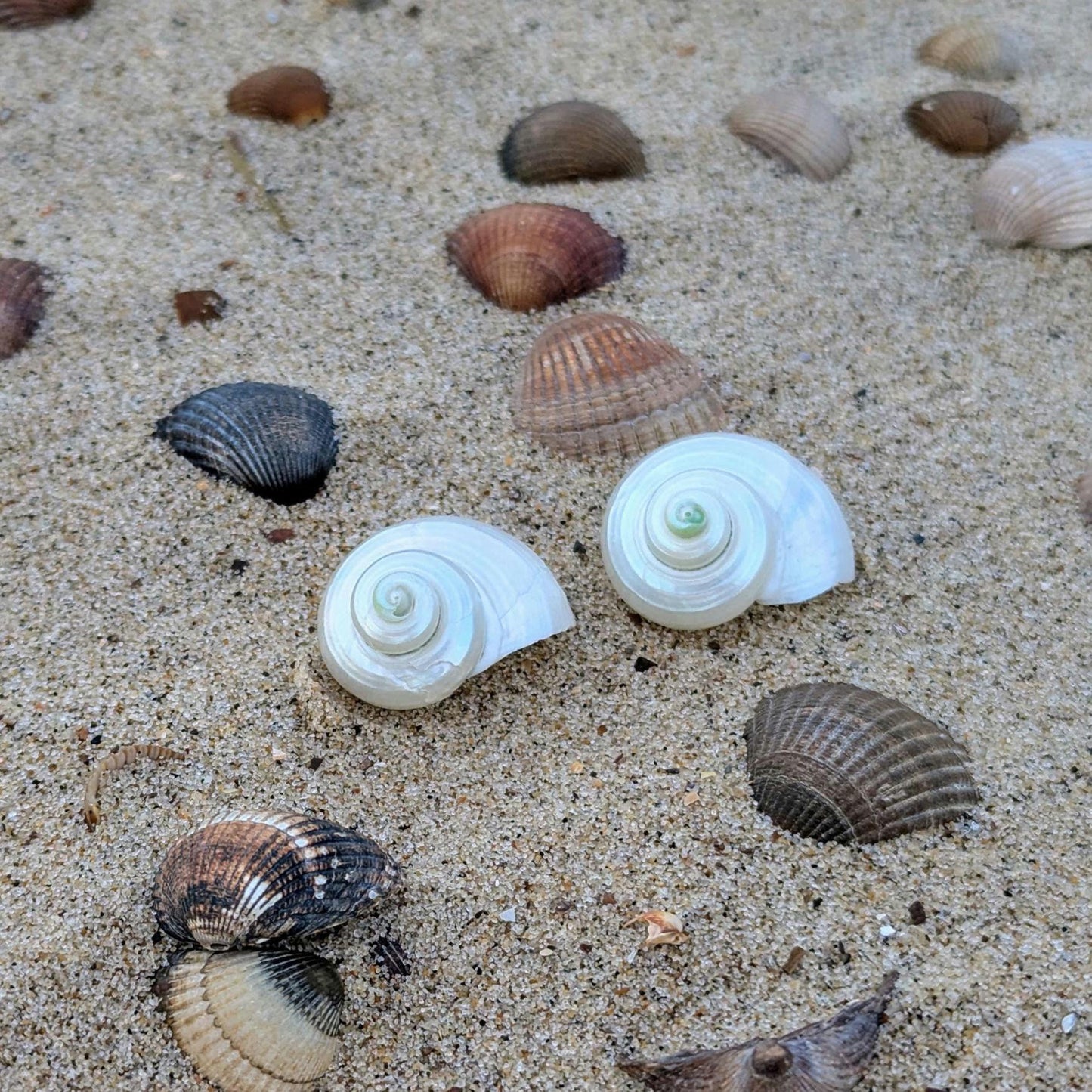 Boucles d'oreilles coquillages brillants fabriqués à partir de coquilles d'escargots de mer
