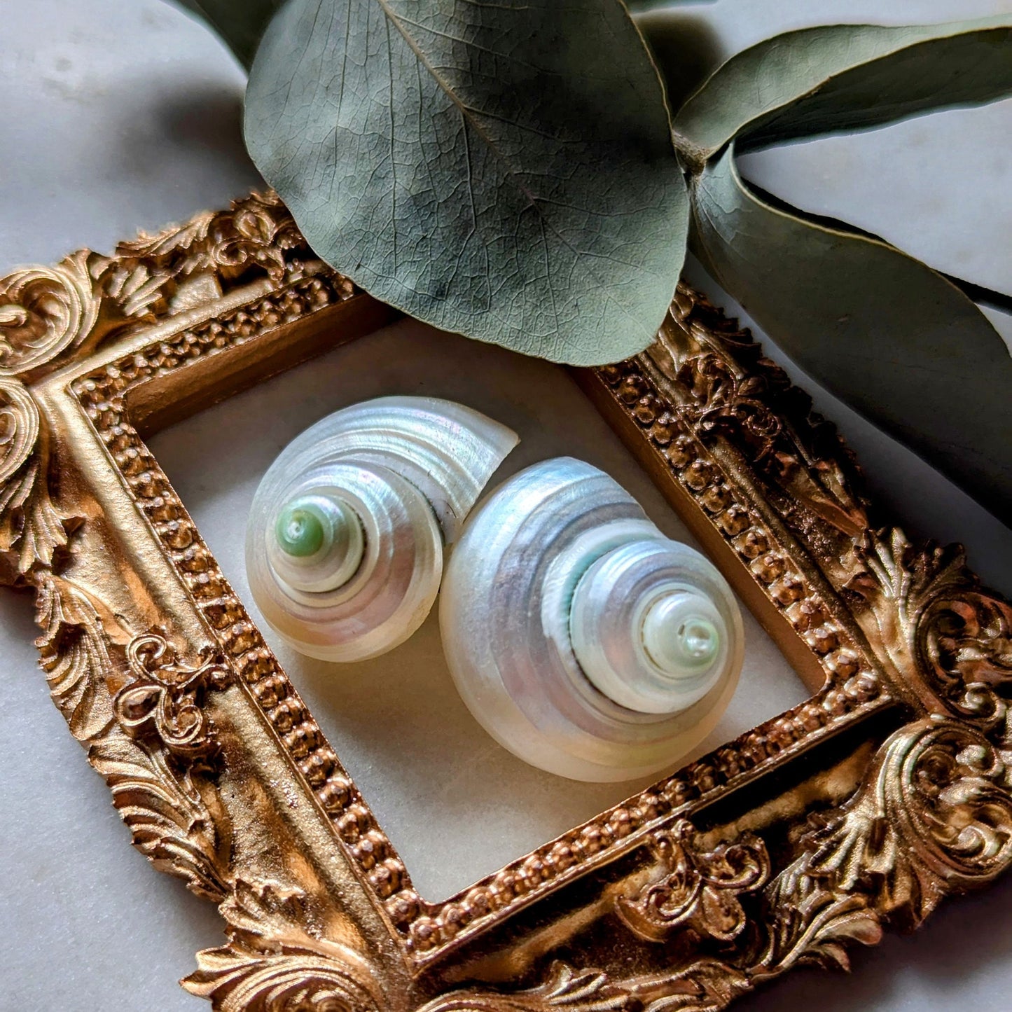 Boucles d'oreilles coquillages brillants fabriqués à partir de coquilles d'escargots de mer