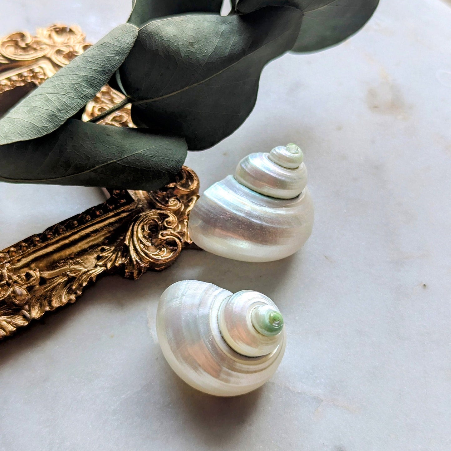 Boucles d'oreilles coquillages brillants fabriqués à partir de coquilles d'escargots de mer