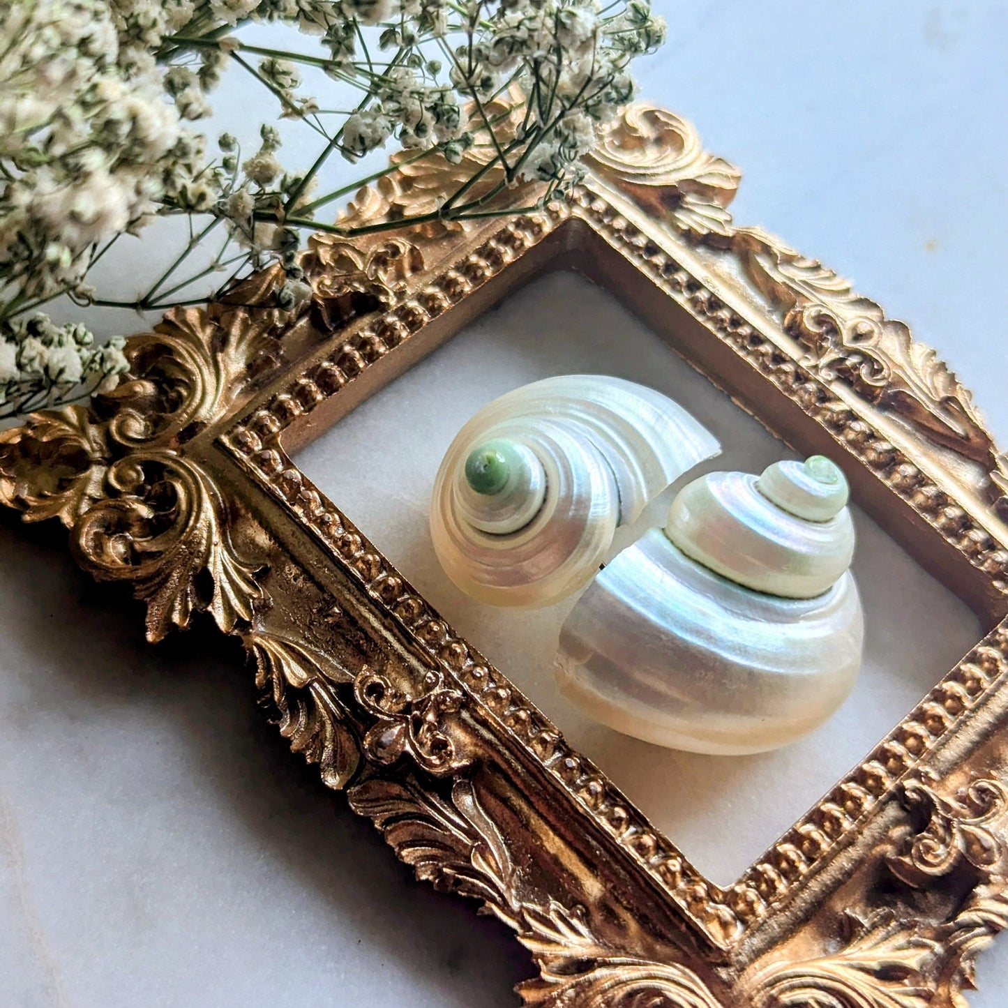 Boucles d'oreilles coquillages brillants fabriqués à partir de coquilles d'escargots de mer