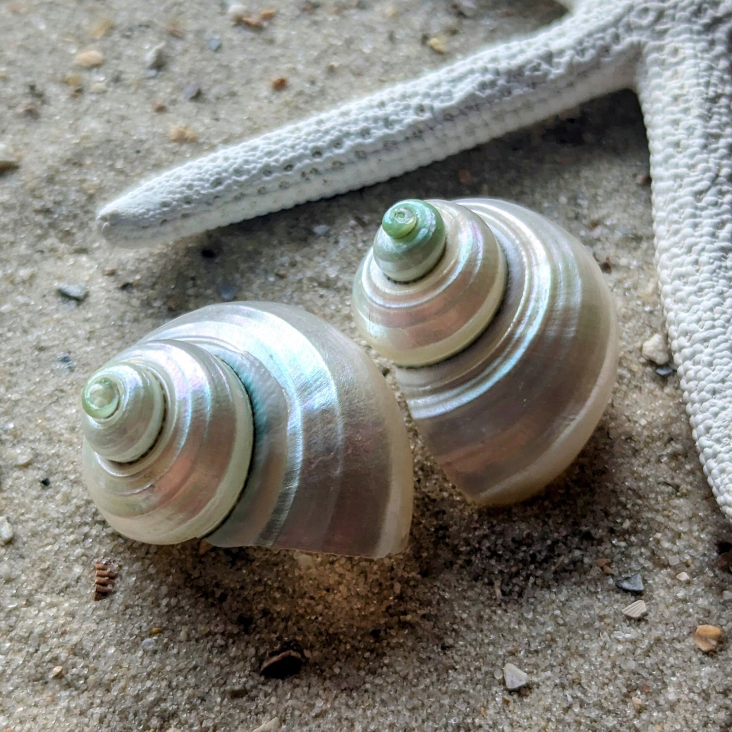 Boucles d'oreilles coquillages brillants fabriqués à partir de coquilles d'escargots de mer