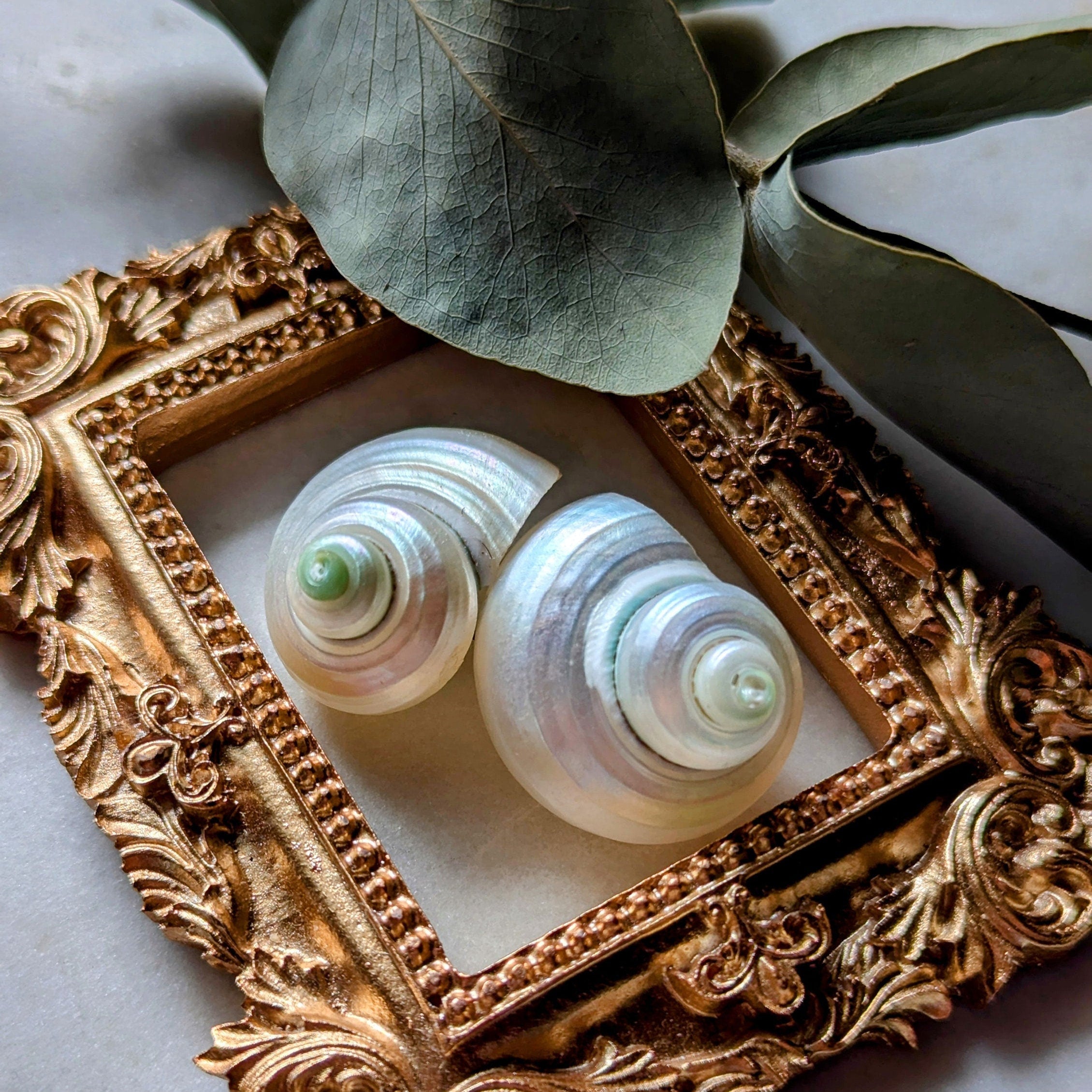 Ohrringe "Ocean Glimmer" – Schimmernde Ohrstecker aus Meeresschneckengehäusen