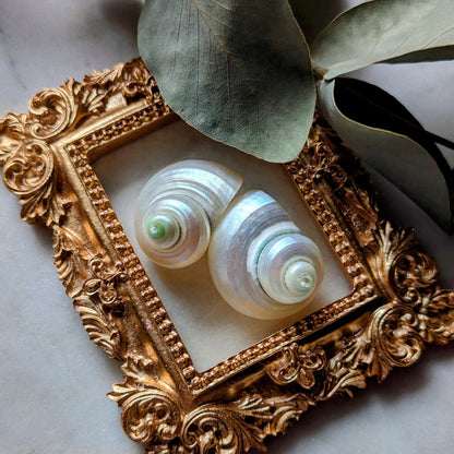 Boucles d'oreilles coquillages brillants fabriqués à partir de coquilles d'escargots de mer
